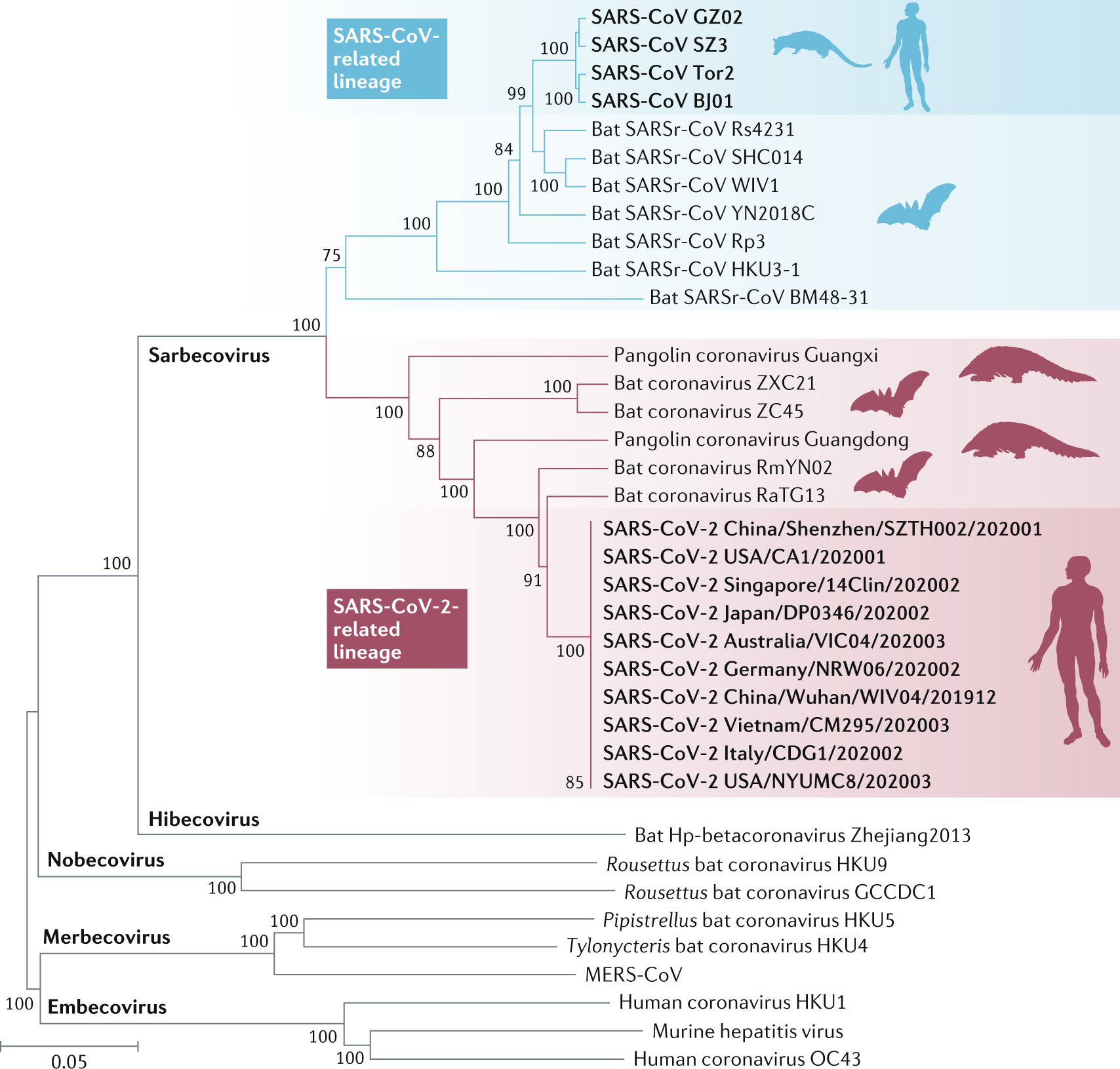 coronavirus_tree